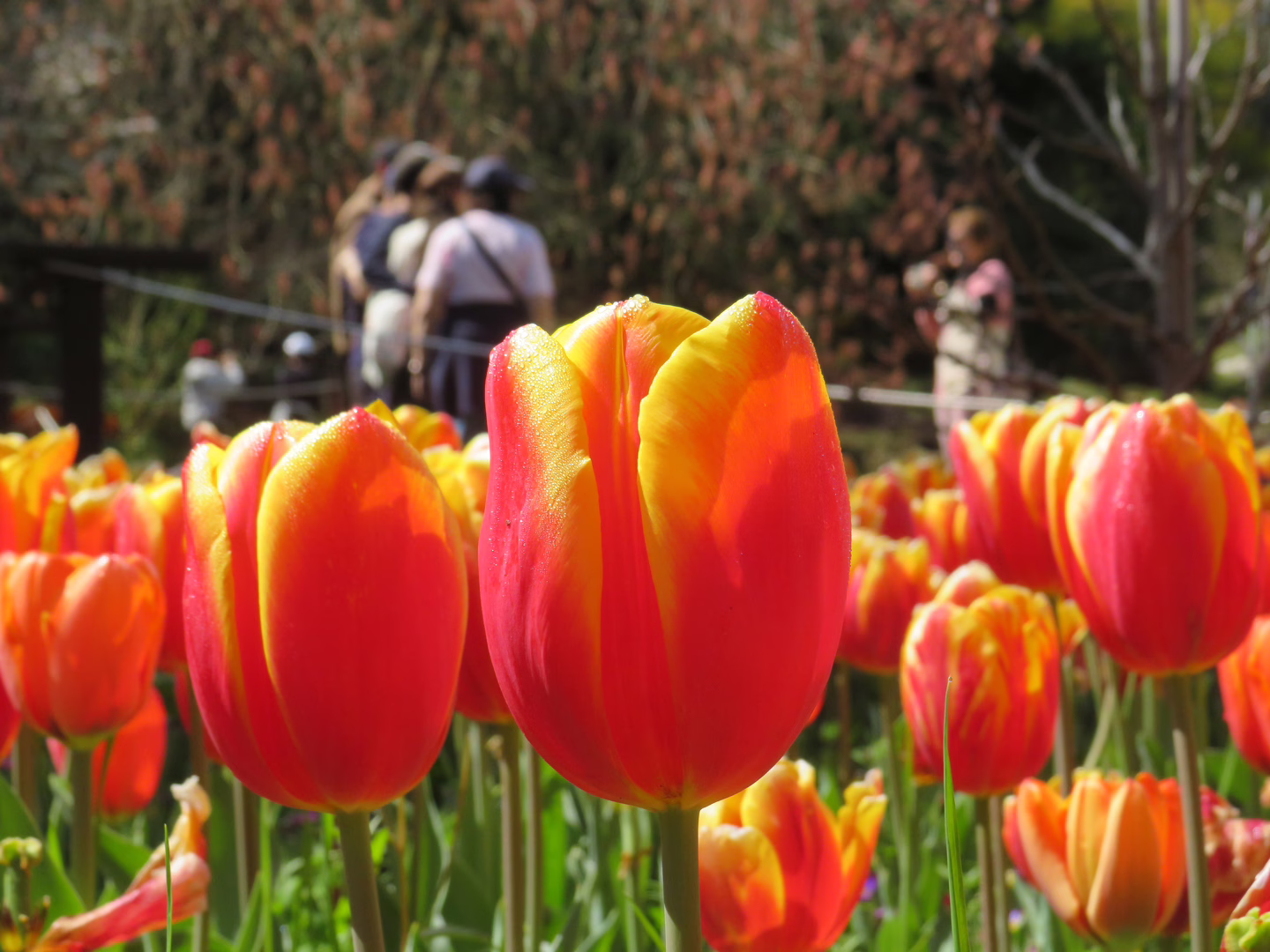 An orange tulip