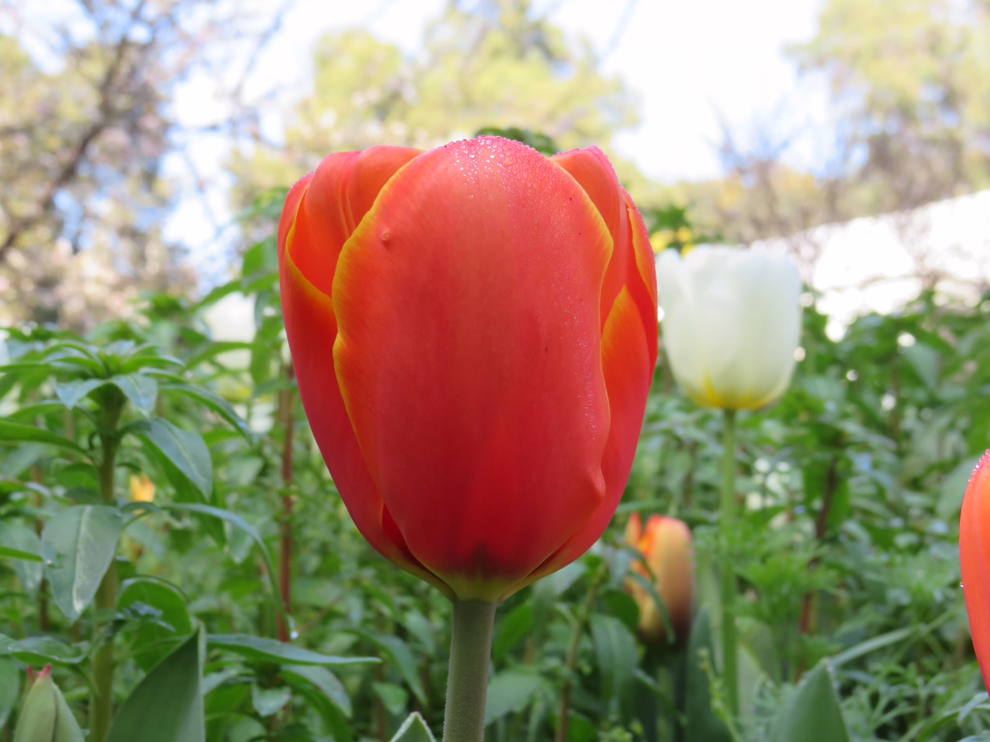Another orange tulip