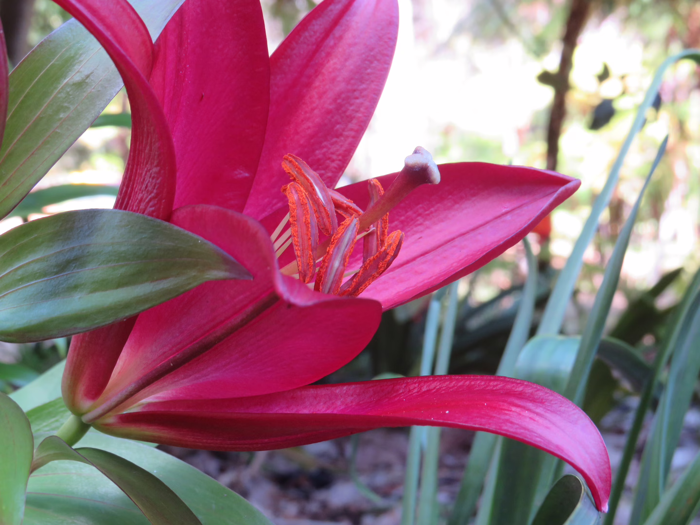 A big pink flower