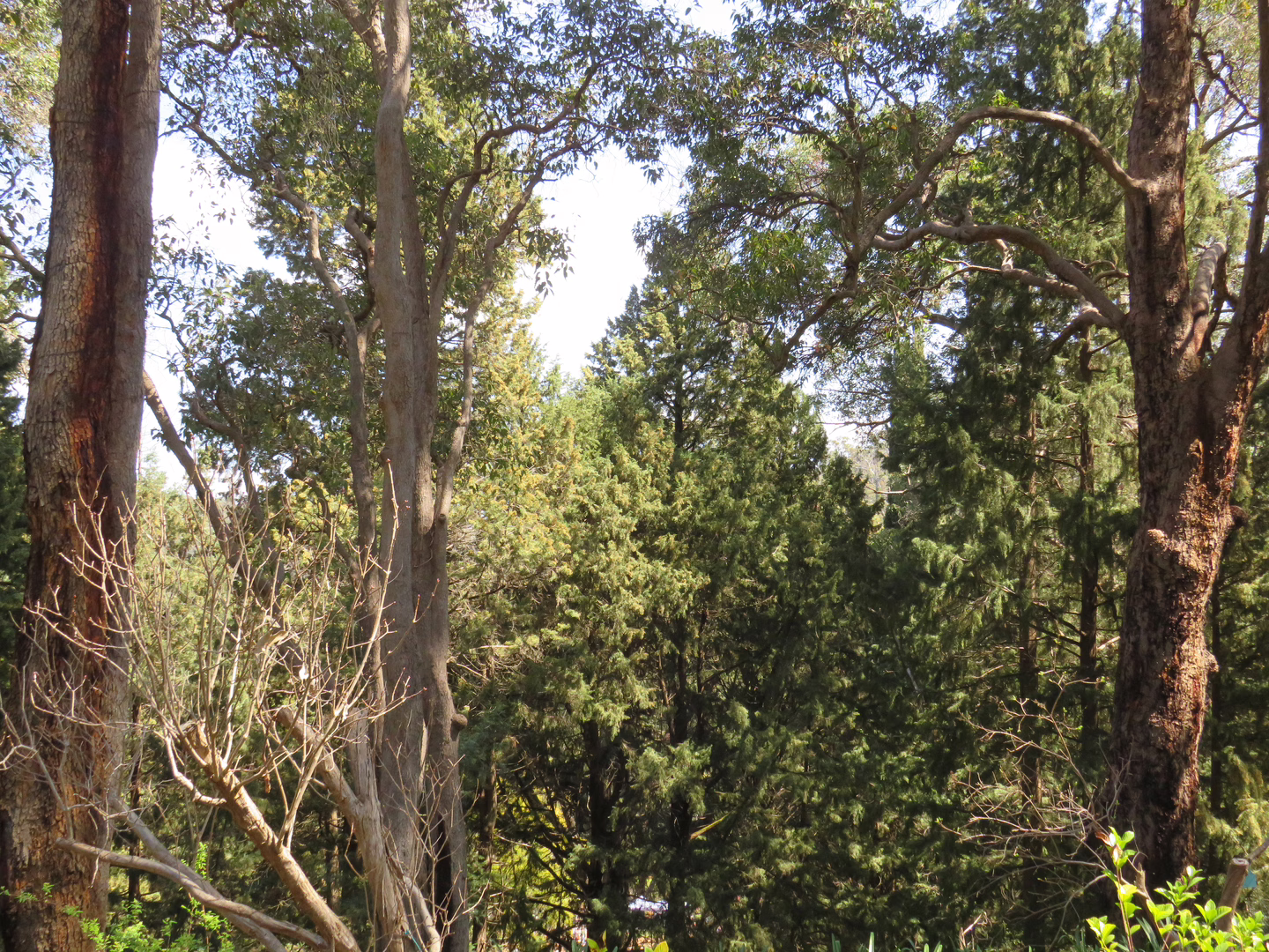 The woods