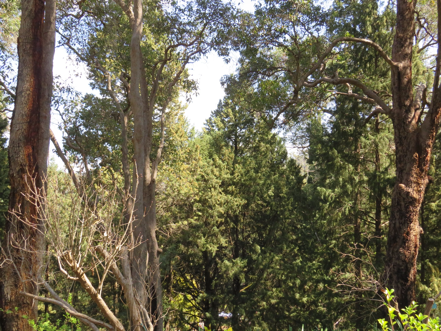 The woods