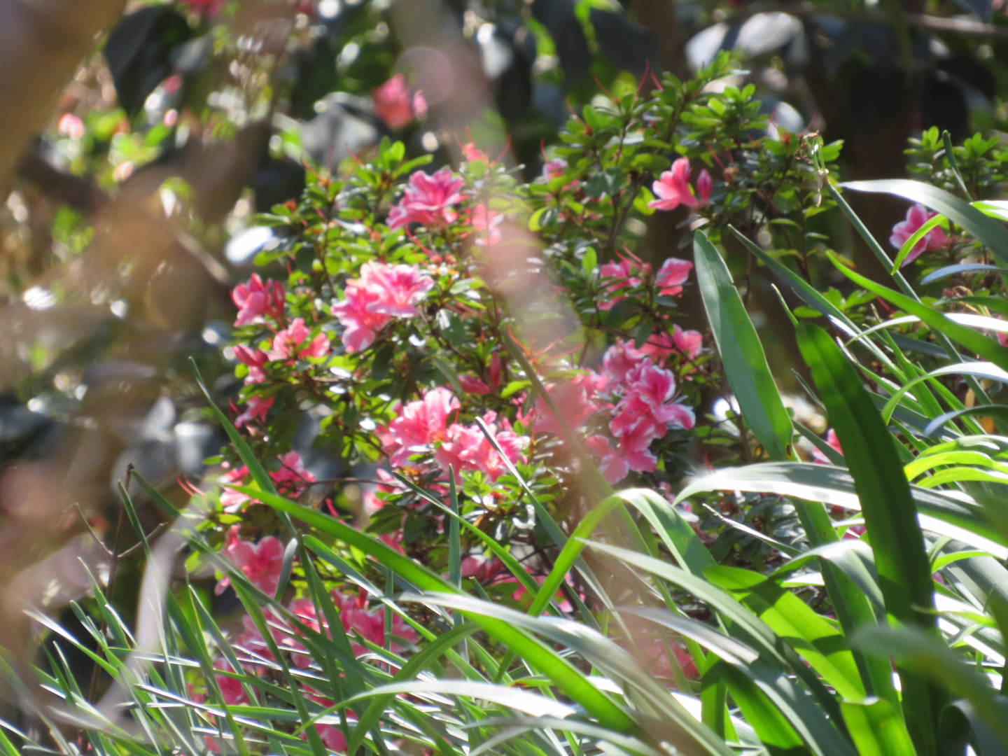 Pink flowers