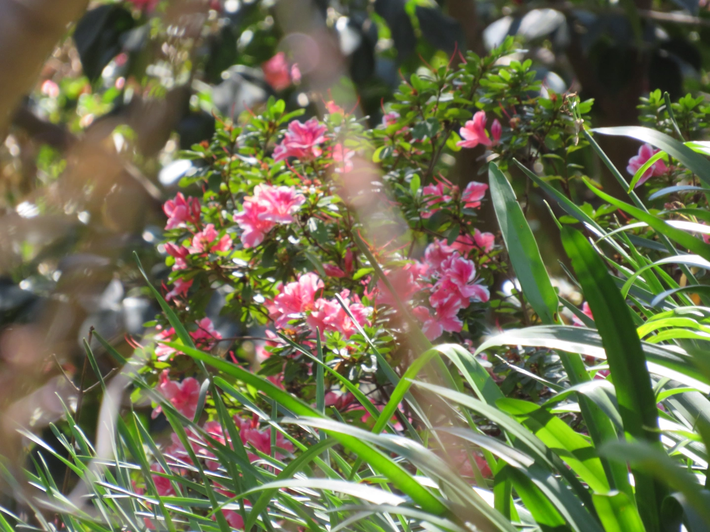 Pink flowers