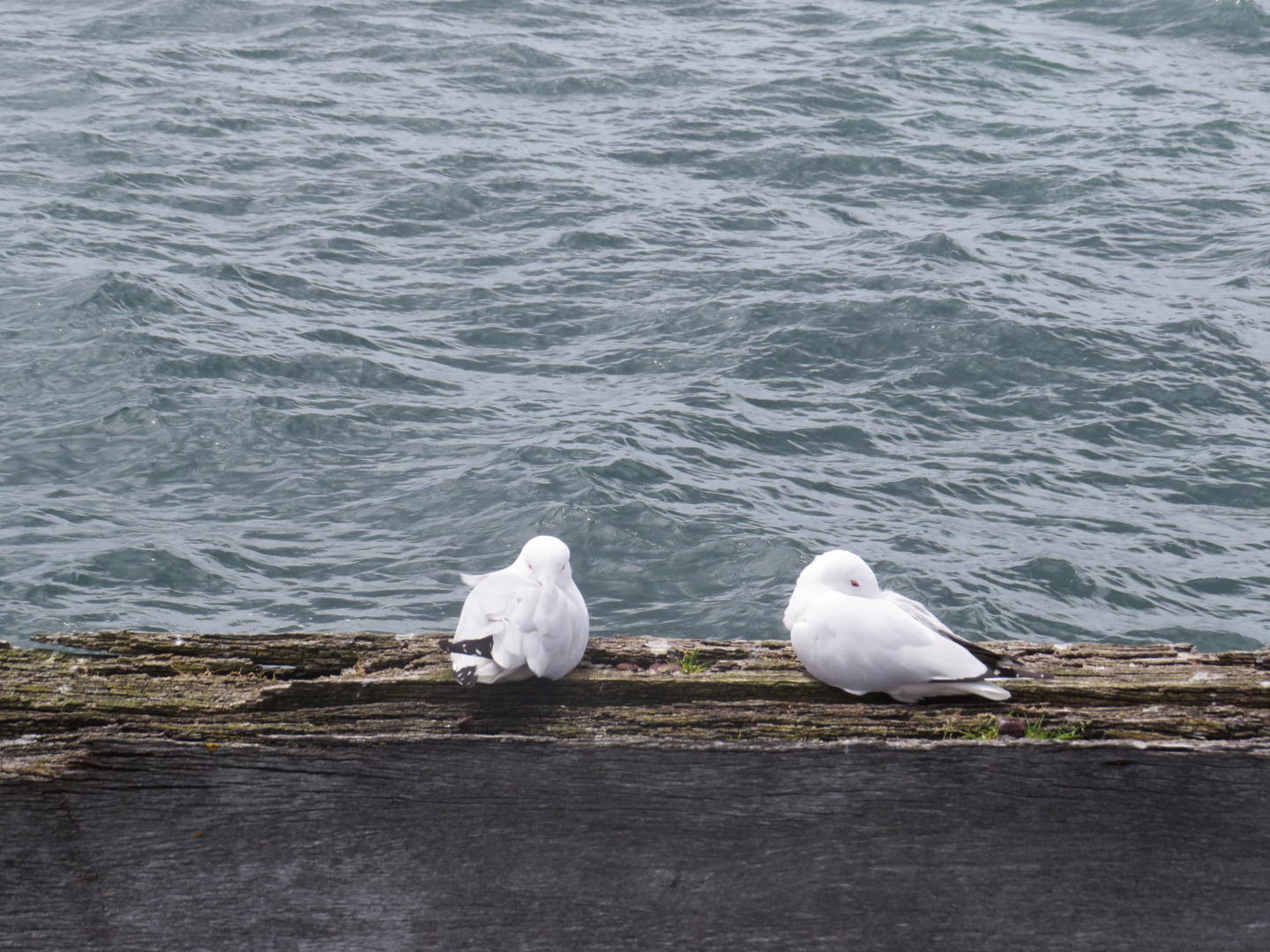 Birds