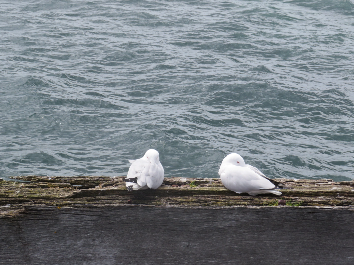 Birds