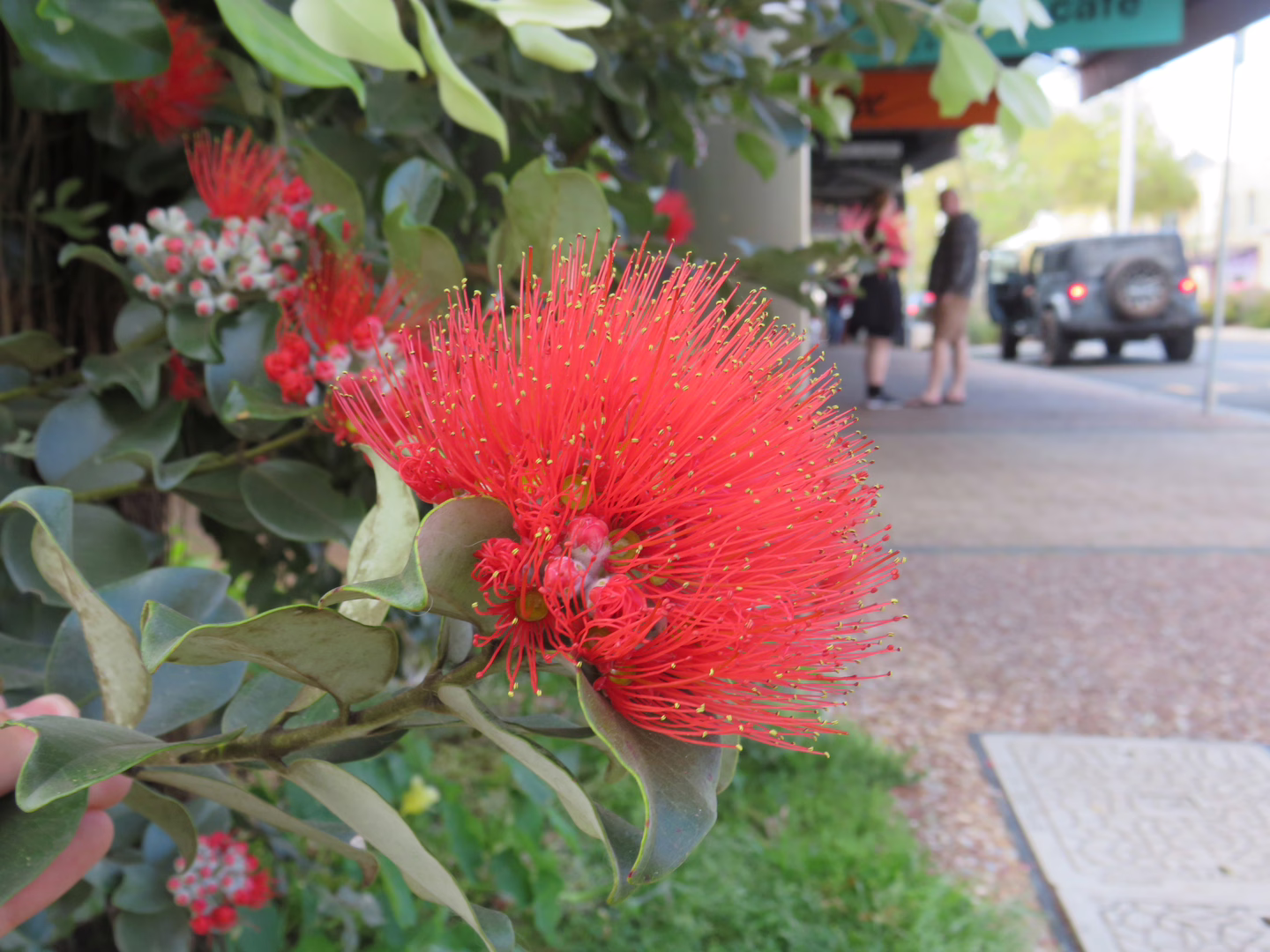 A brightly colored flower I found