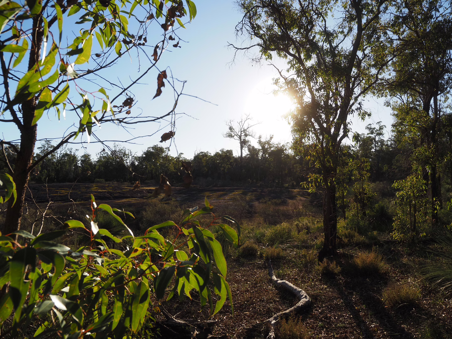 The view from the treeline.