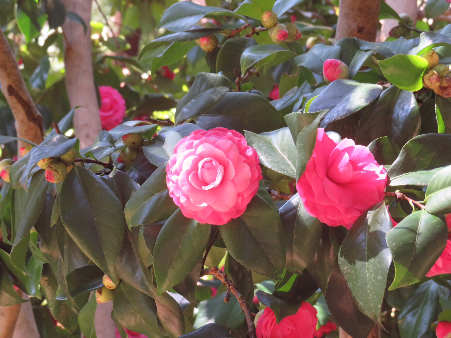 A vibrant pink flower