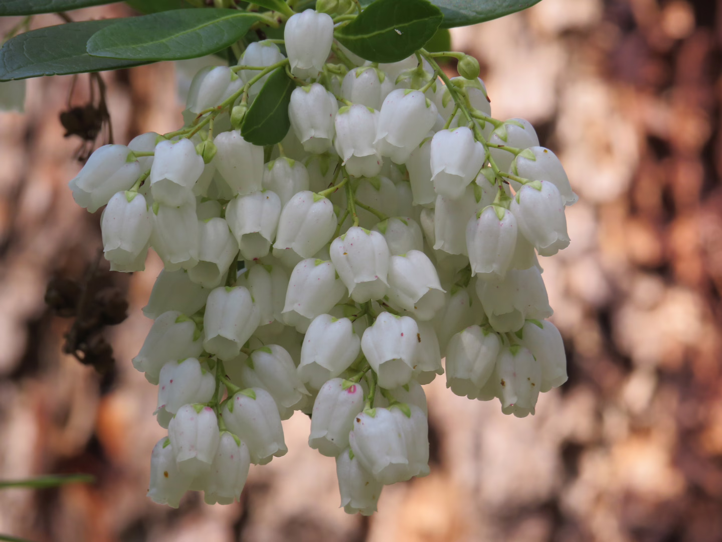 White bell-shaped flowers