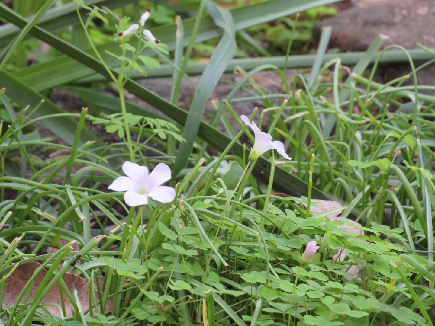 A small white flower