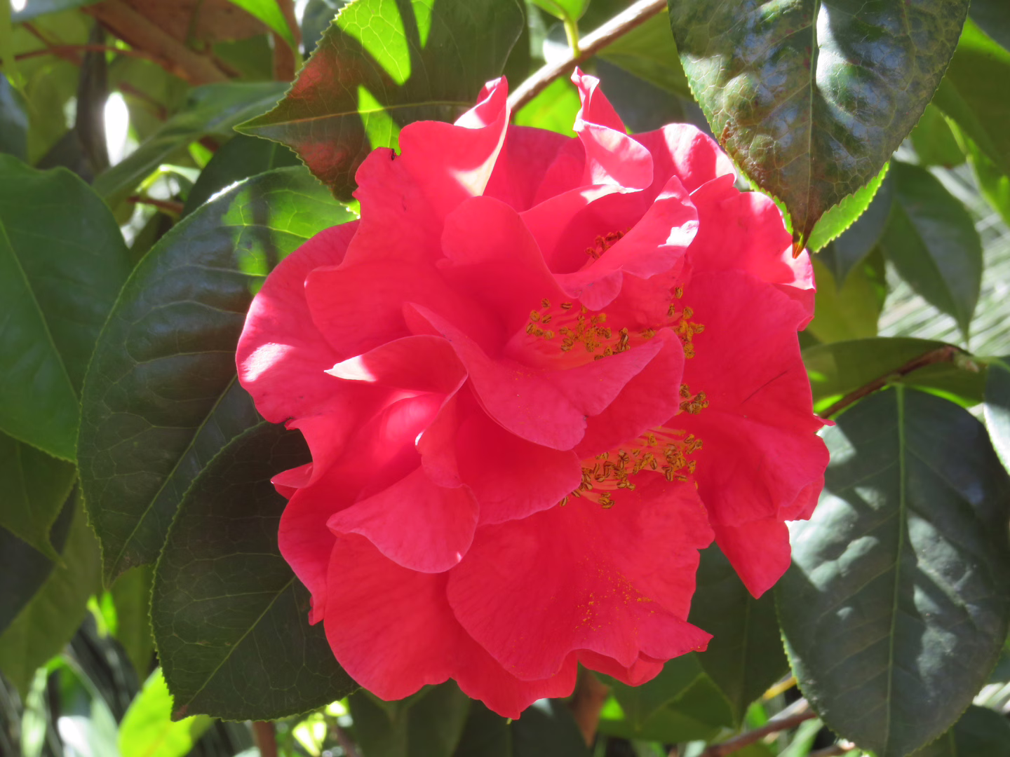 A beautiful red flower