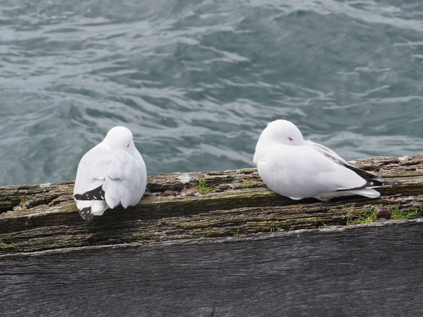 2 birds chilling on a jetty 1 foot apart because they’re birds