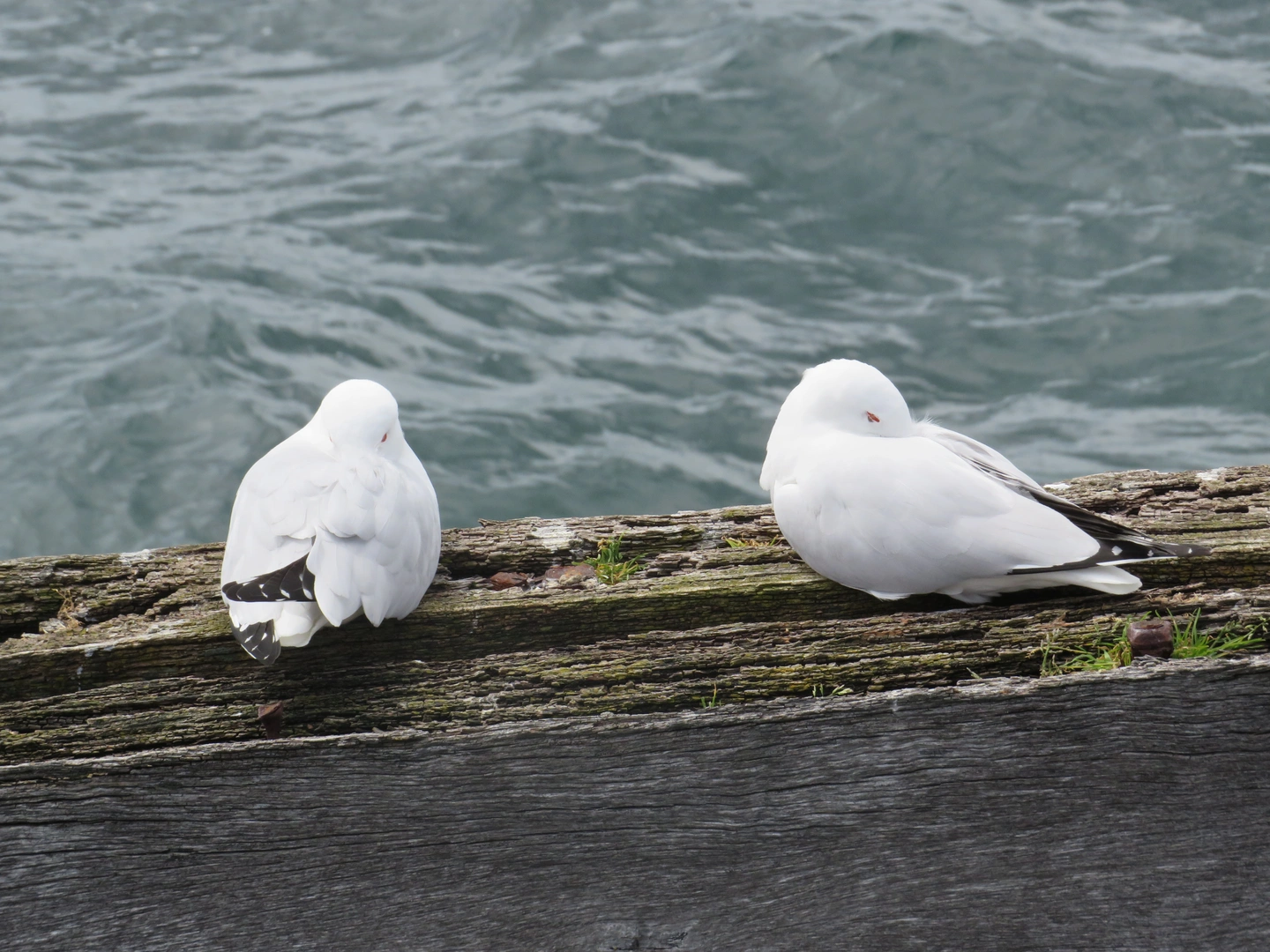 2 birds chilling on a jetty 1 foot apart because they’re birds
